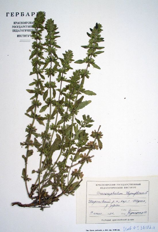 thymiflorum L.