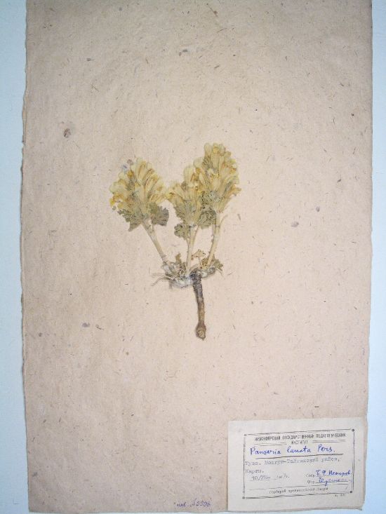 lanata subsp. argyracea