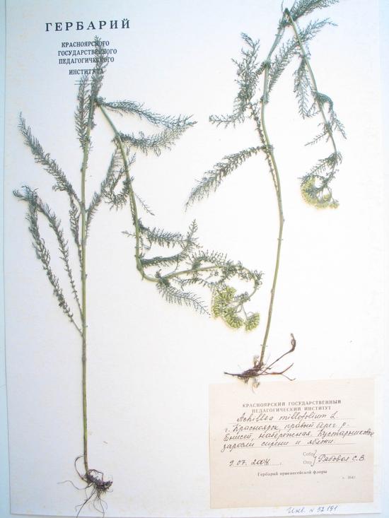 millefolium L.