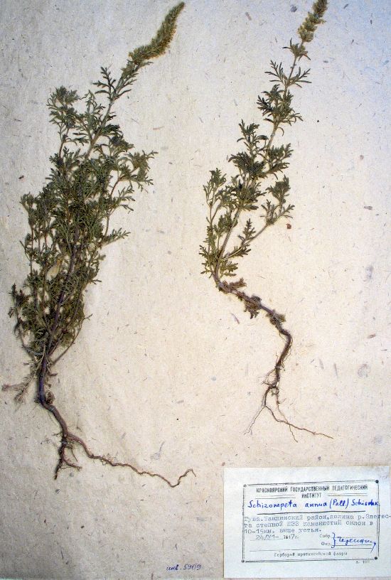 Schizonepeta annua