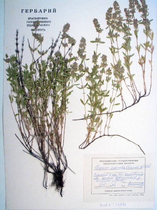 marschallianus Willd.