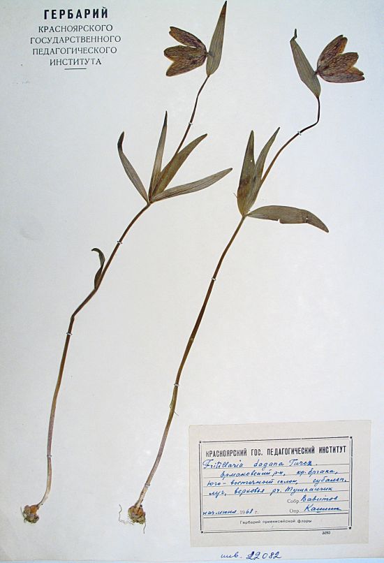 Fritillaria dagana Turcz. ex Trautv.