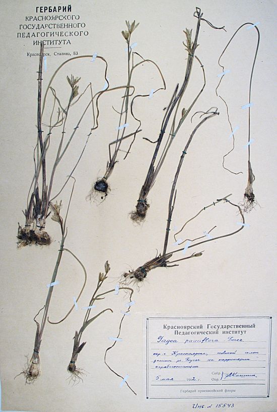 pauciflora Turcz. ex Ledeb.