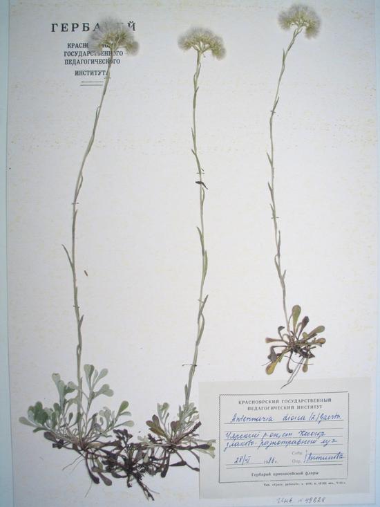 dioica (L.) Gaertn.