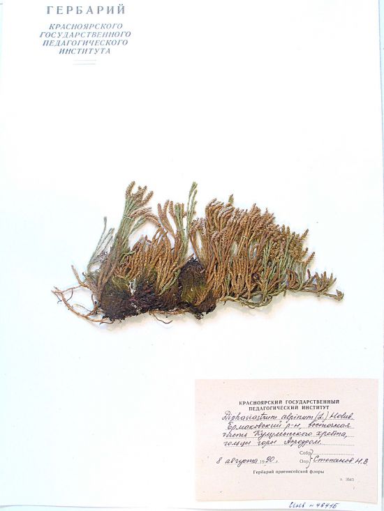 Diphasiastrum alpinum (L.) Holub