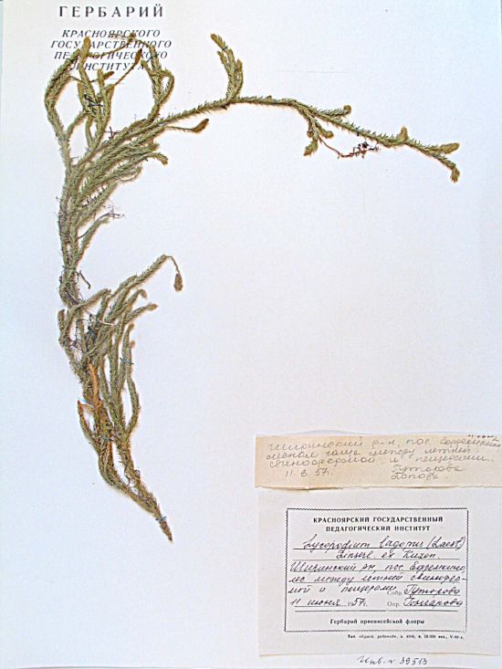 Lycopodium alpestre (Hartm.) Schmakov et D. Tishonov