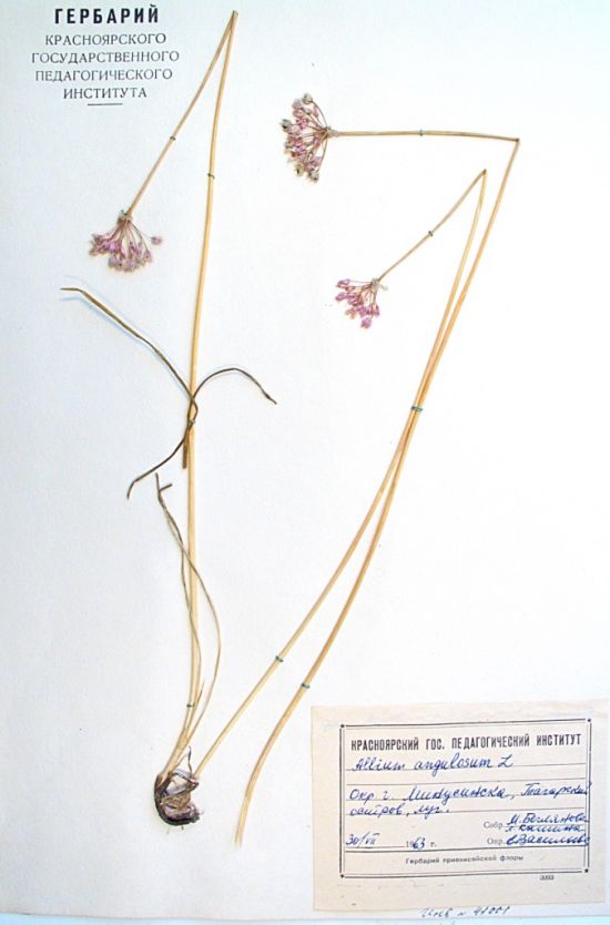 Allium angulosum L.