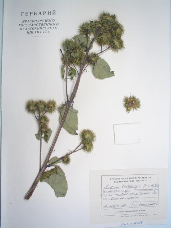 Arctium leiospermum Juz. et C. Serg.