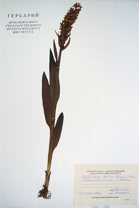 longifolia (L. Neum.)Aver.