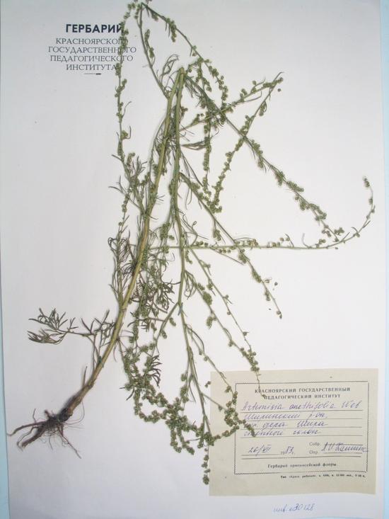 anethifolia Web. еx Stechm.