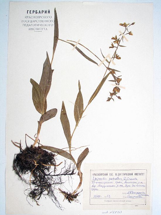 palustris (L.) Crantz