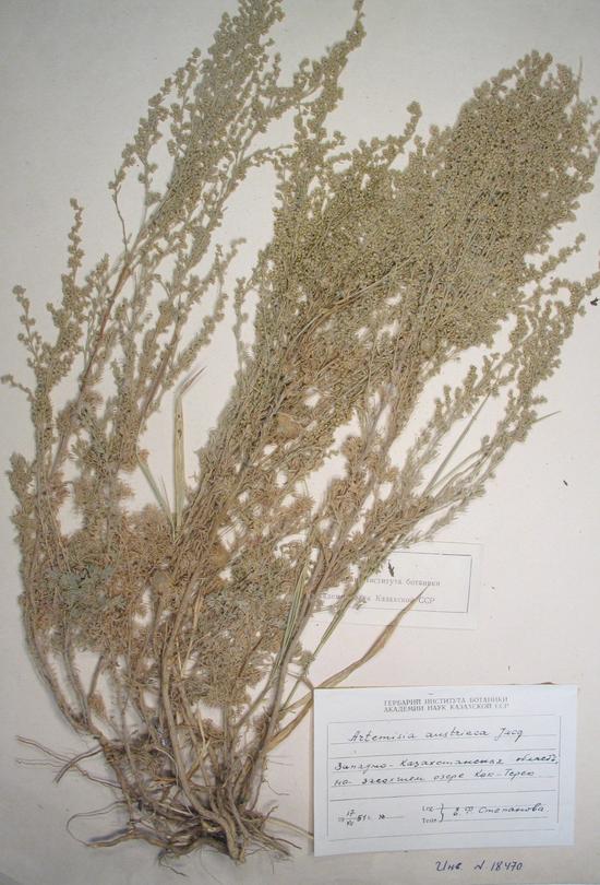 Artemisia austriaca Jacq.