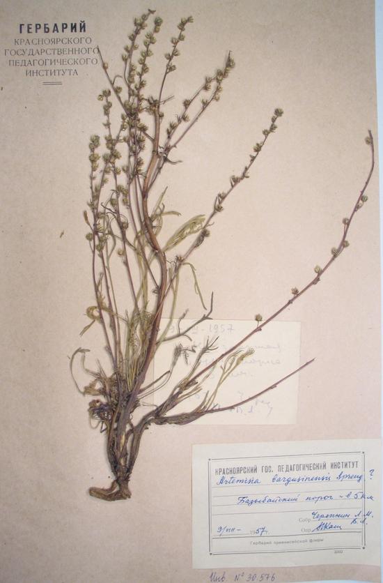 Artemisia bargusinensis Spreng.