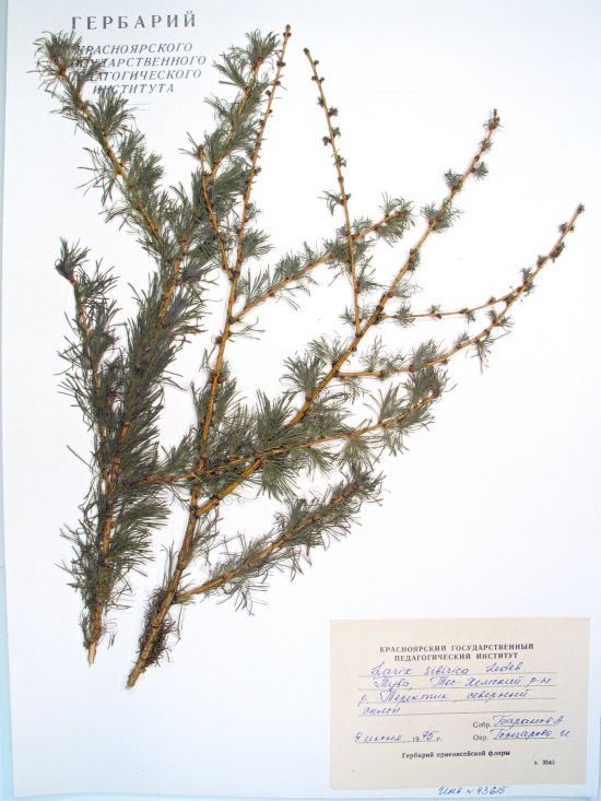 Larix sibirica Ledeb.