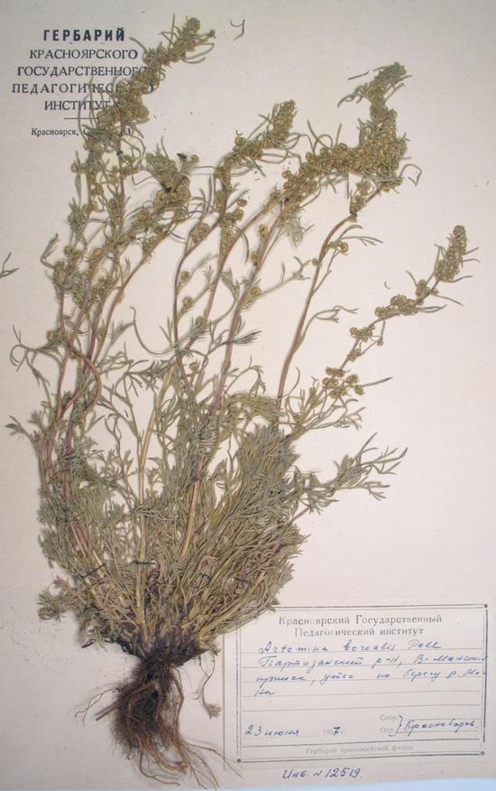 Artemisia borealis Pall. s. str.
