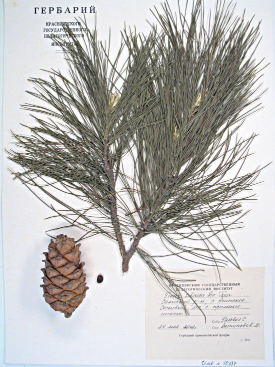 Pinus sibirica Du Tour