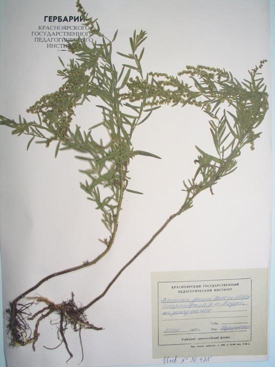 glauca Pall. ex Willd.
