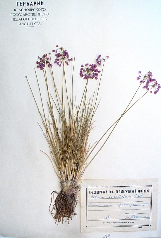 Allium bidentatum Fisch. ex Prokh.