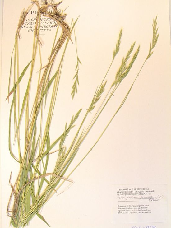 pinnatum (L.) Beauv.