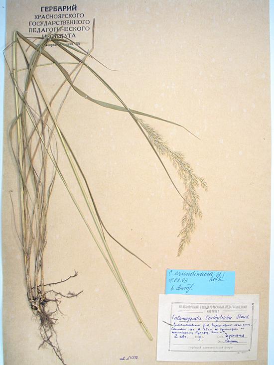 arundinacea (L.) Roth