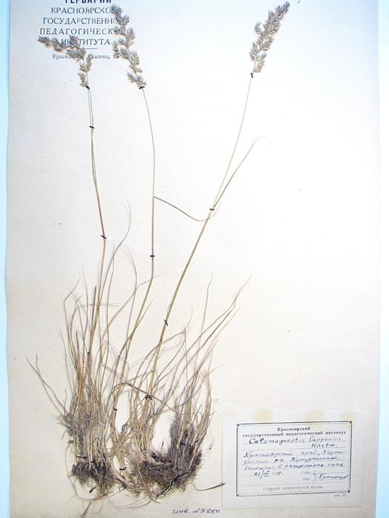 Calamagrostis lapponica
