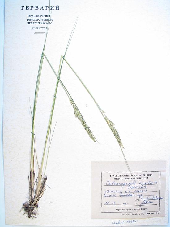Calamagrostis macilenta