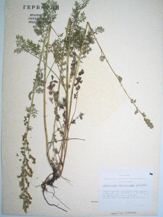 laciniata Willd.