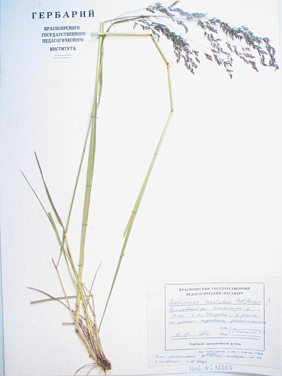 Deschampsia sukatschewii