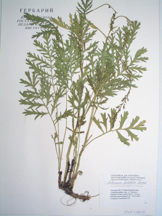 latifolia Ledeb.