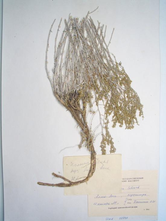Artemisia leucophylla (Bess.) Turcz. ex Clarke-(Turcz. ex Bess) Pamp
