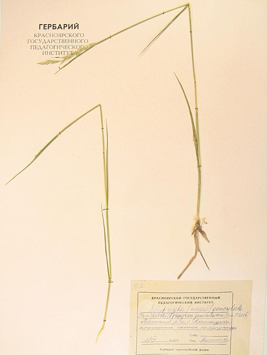 geniculata (Trin.) Nevski