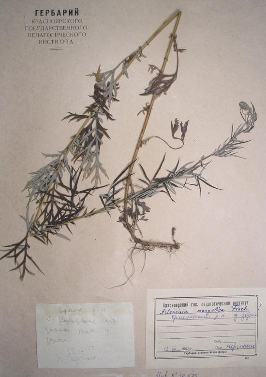 Artemisia mongolica