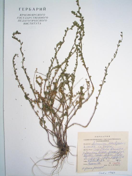 Artemisia martjanovii Krasch. ex Poljak.