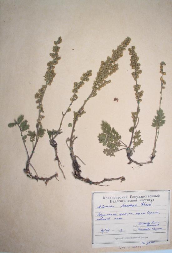 Artemisia phaeolepis Krasch.