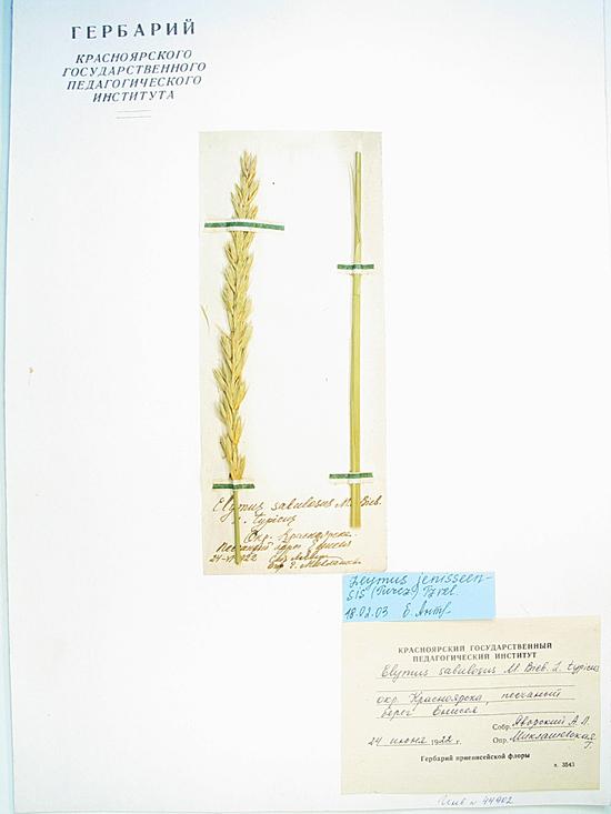 racemosus (Lam.) Tzvel. subsp. klokovii Tzvel.