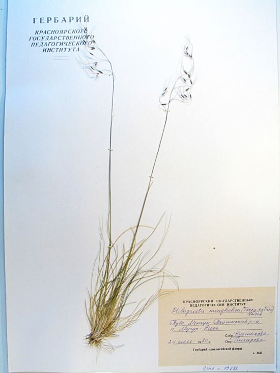 Ptilagrostis mongolica