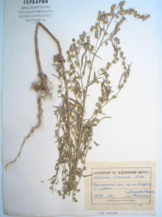 sieversiana Willd.