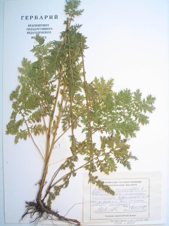 Artemisia tanacetifolia L.