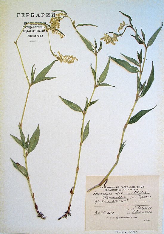 Aconogonon alpinum