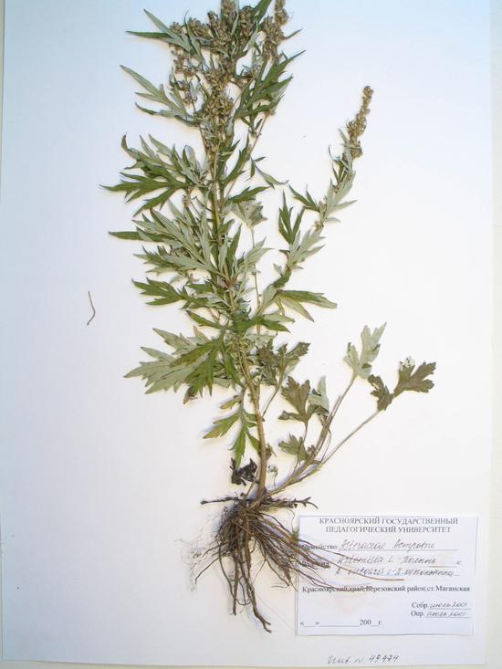 Artemisia vulgaris L.