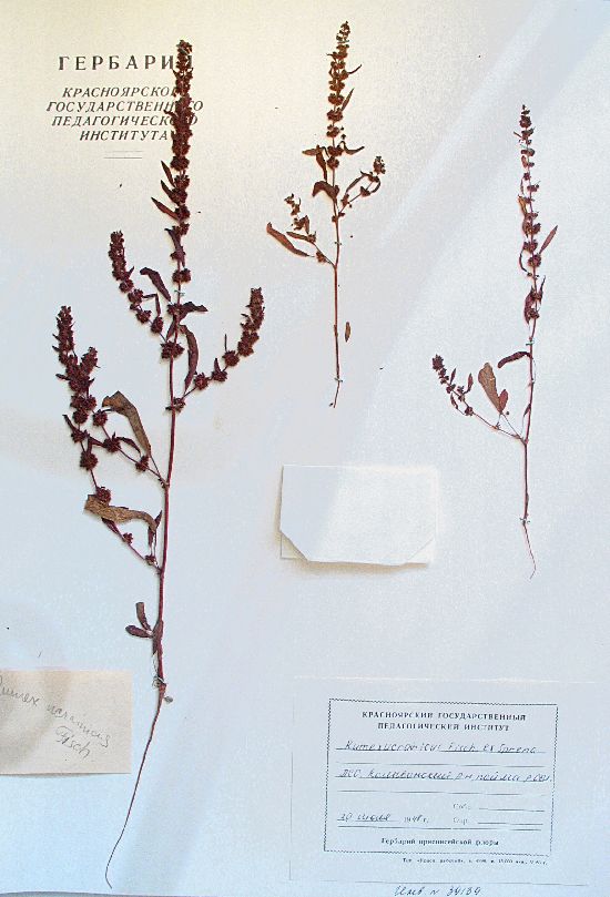 Rumex ucranicus Fisch. ex Spreng.