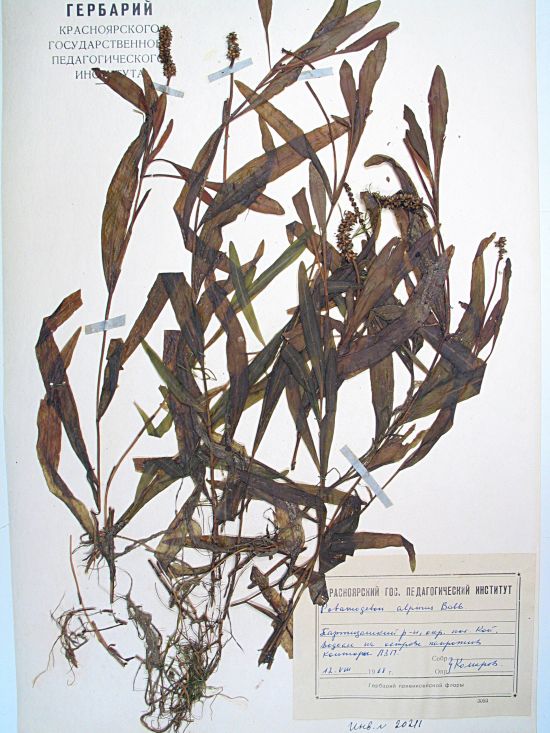Potamogeton tenuifolius Rafin.