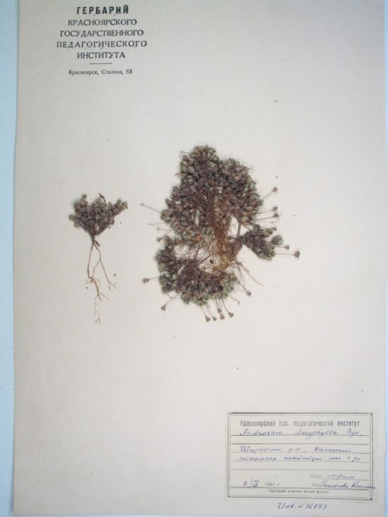 Androsace dasyphylla Bunge