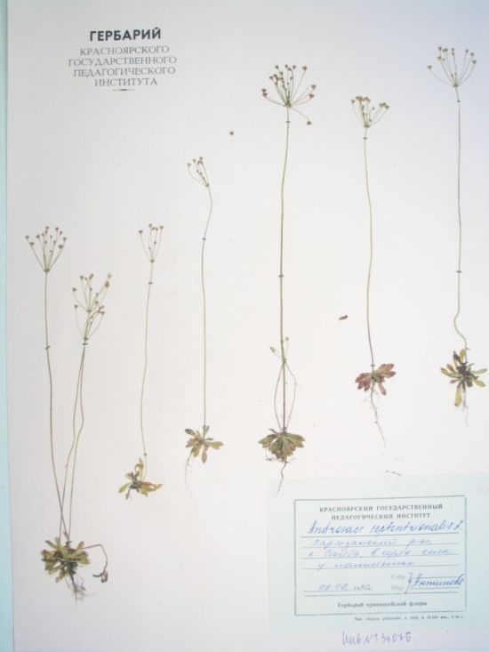 Androsace septentrionalis L.