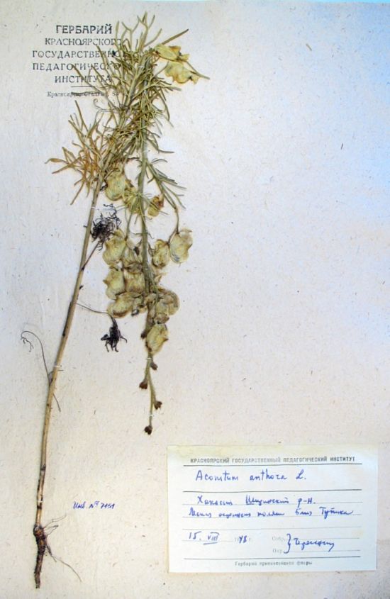 Aconitum anthoroideum DC.