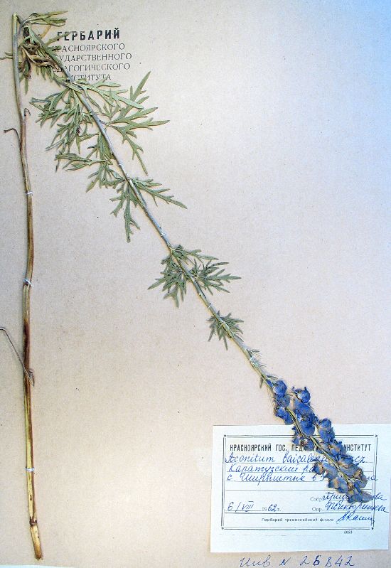 Aconitum baicalense Turcz. ex Rapaics.