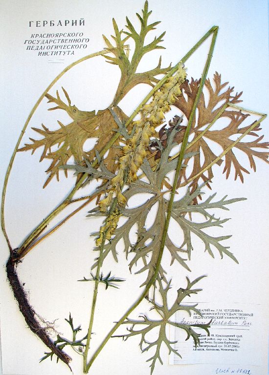 Aconitum barbatum Pers.