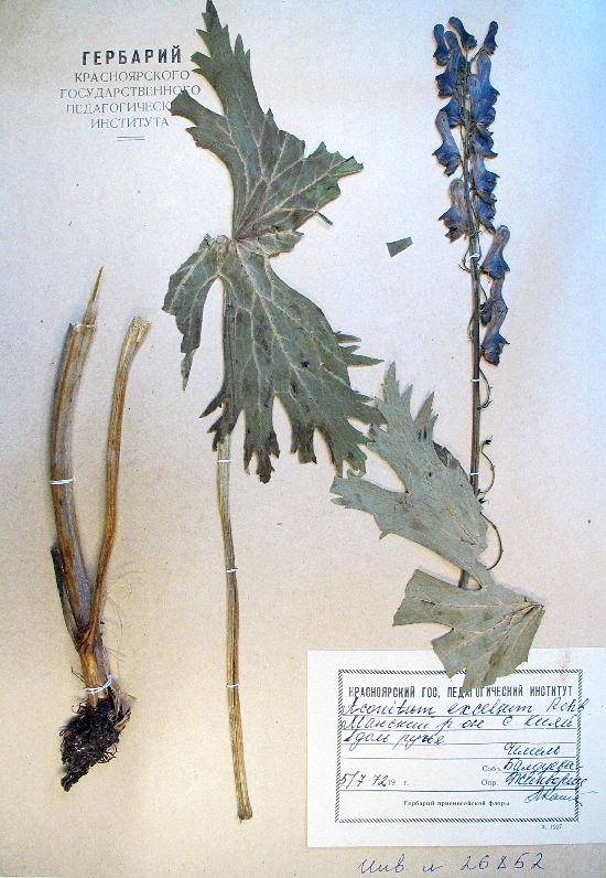 Aconitum septentrionale Koelle