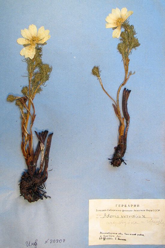 Adonis vernalis L.