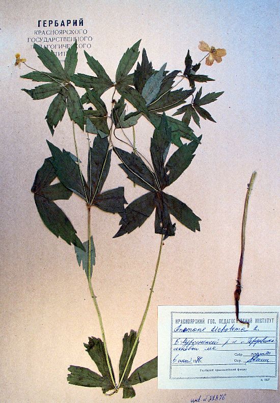 Anemonidium dichotomum